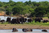 Kruger NP - Elephant Family 8